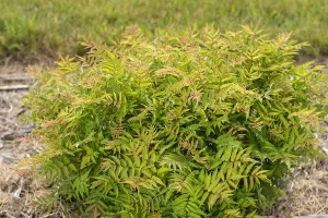 Spirea:  'Matcha Ball' ™-  8" (Bl)